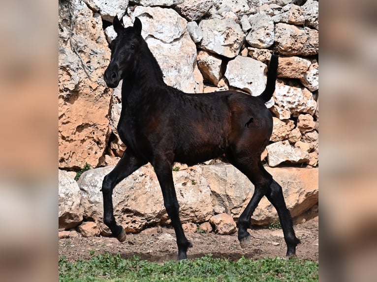 Menorcaanse Merrie 1 Jaar 155 cm Zwart in Menorca