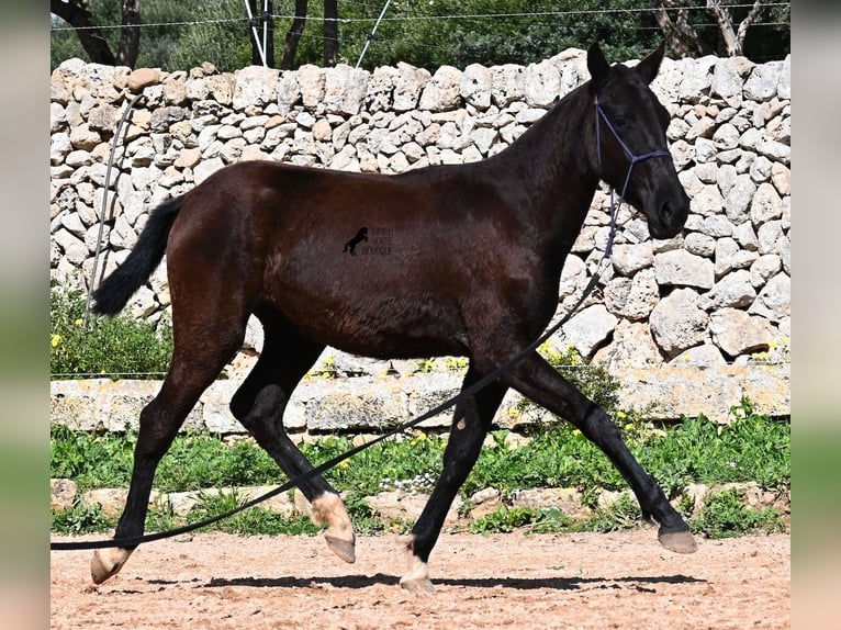 Menorcaanse Merrie 1 Jaar 155 cm Zwart in Menorca