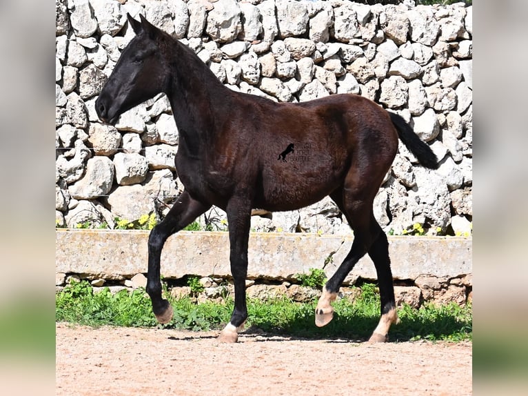 Menorcaanse Merrie 1 Jaar 155 cm Zwart in Menorca