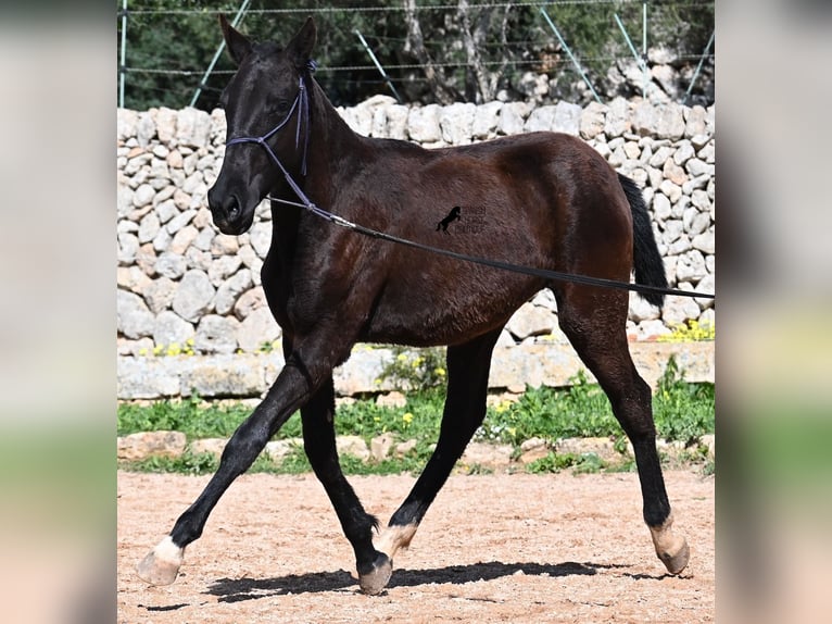 Menorcaanse Merrie 1 Jaar 155 cm Zwart in Menorca