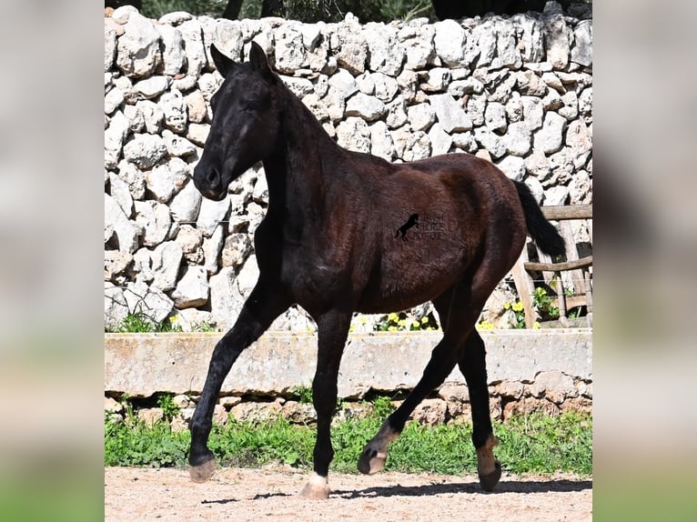 Menorcaanse Merrie 1 Jaar 155 cm Zwart in Menorca