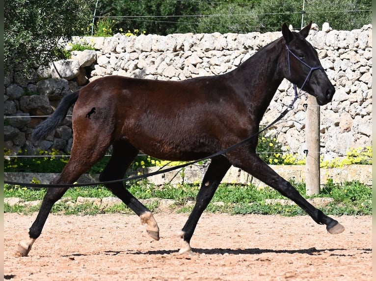 Menorcaanse Merrie 1 Jaar 155 cm Zwart in Menorca