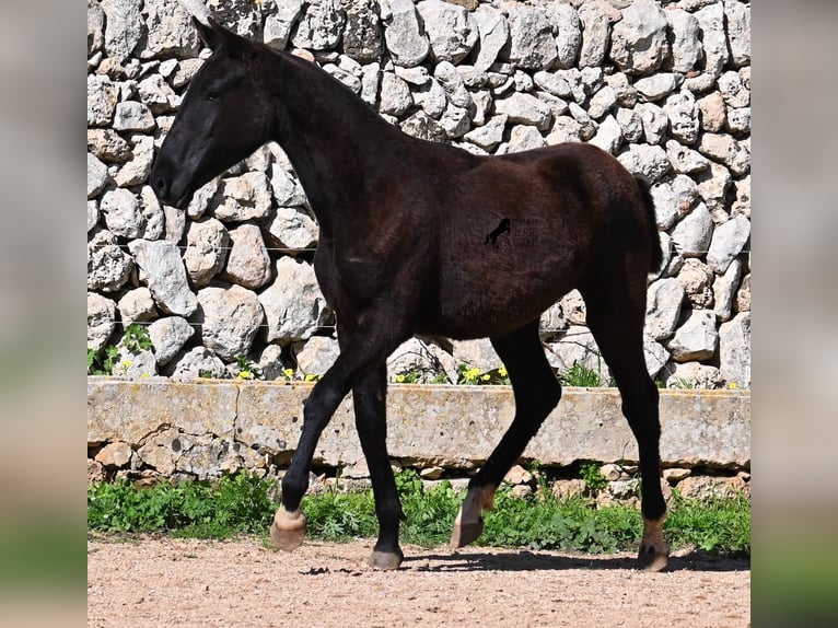 Menorcaanse Merrie 1 Jaar 155 cm Zwart in Menorca