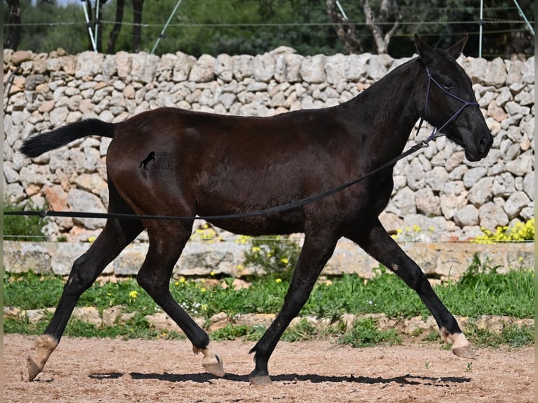 Menorcaanse Merrie 1 Jaar 155 cm Zwart in Menorca