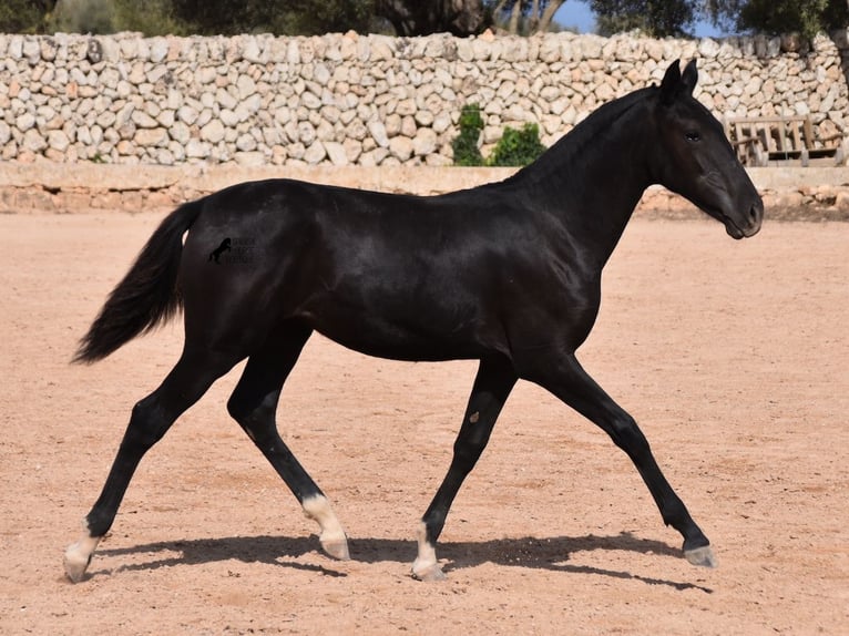 Menorcaanse Merrie 1 Jaar 155 cm Zwart in Menorca