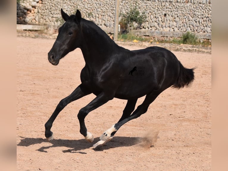 Menorcaanse Merrie 1 Jaar 155 cm Zwart in Menorca