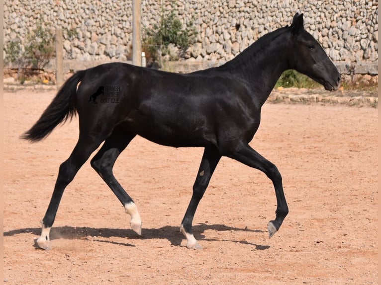 Menorcaanse Merrie 1 Jaar 155 cm Zwart in Menorca