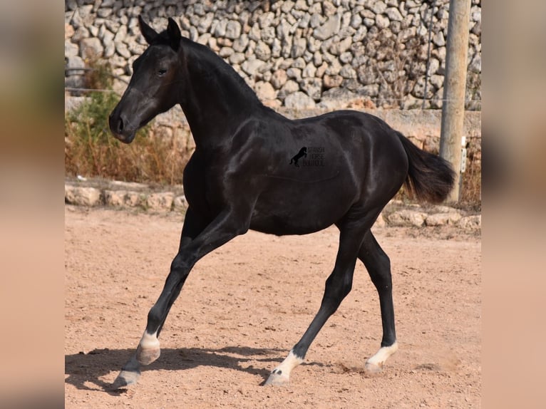 Menorcaanse Merrie 1 Jaar 155 cm Zwart in Menorca