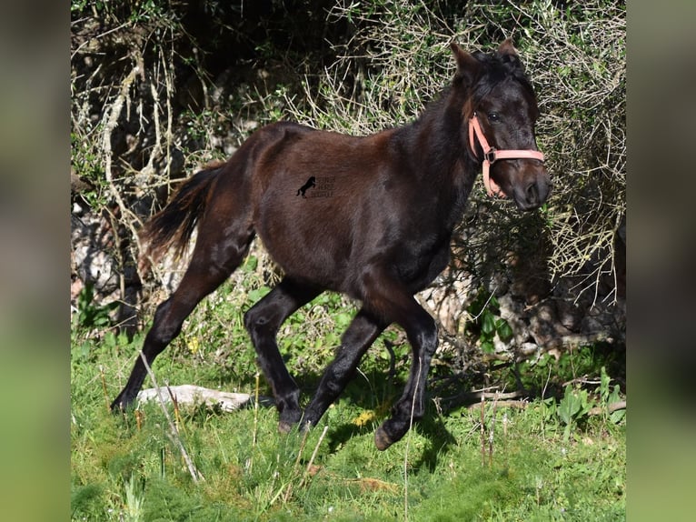 Menorcaanse Merrie 1 Jaar 156 cm Zwart in Menorca