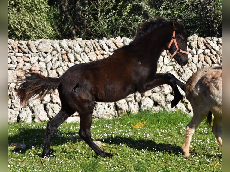 Menorcaanse Merrie 1 Jaar 156 cm Zwart in Menorca