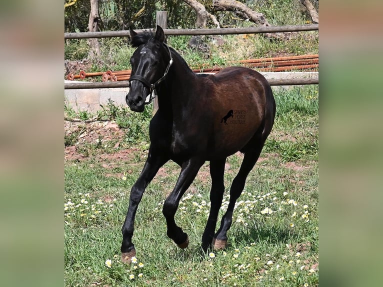 Menorcaanse Merrie 1 Jaar 156 cm Zwart in Menorca