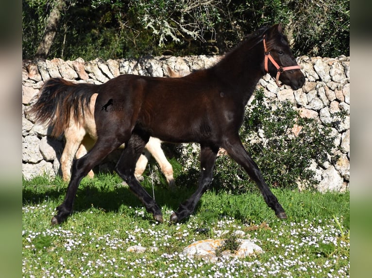 Menorcaanse Merrie 1 Jaar 156 cm Zwart in Menorca