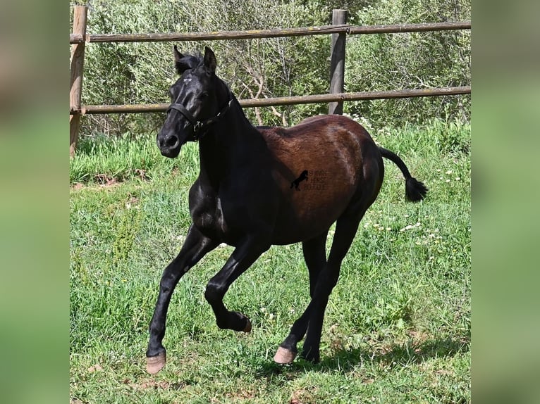 Menorcaanse Merrie 1 Jaar 156 cm Zwart in Menorca