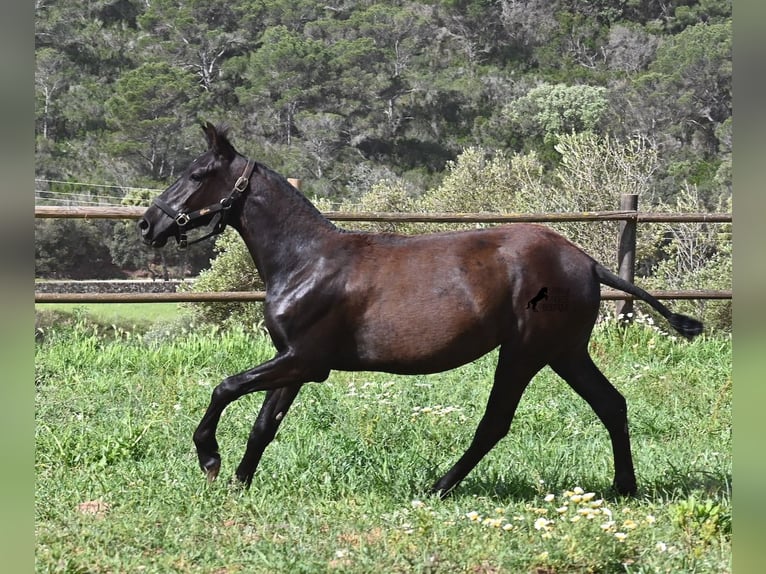 Menorcaanse Merrie 1 Jaar 156 cm Zwart in Menorca