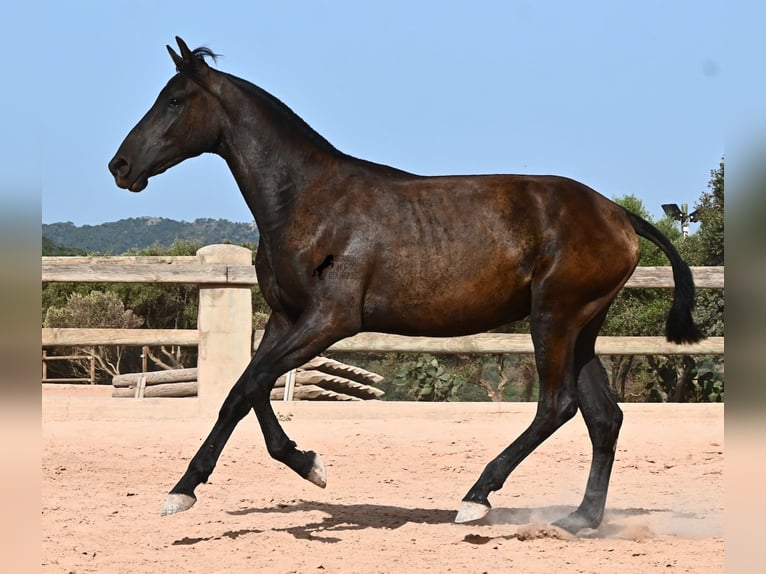 Menorcaanse Merrie 1 Jaar 156 cm Zwart in Menorca