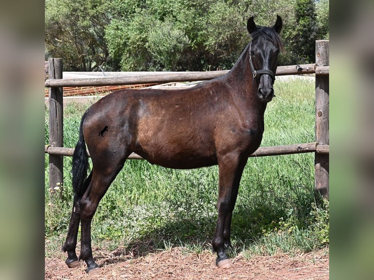 Menorcaanse Merrie 1 Jaar 156 cm Zwart in Menorca