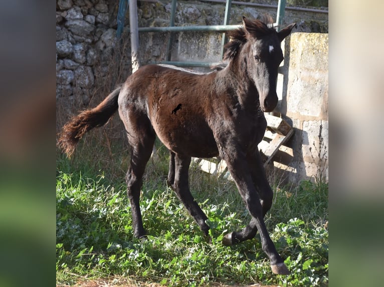 Menorcaanse Merrie 1 Jaar 157 cm Zwart in Menorca