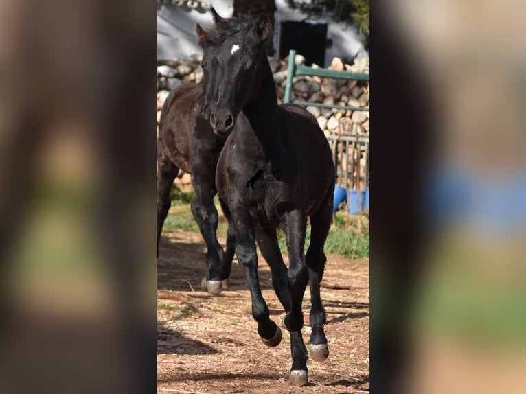 Menorcaanse Merrie 1 Jaar 157 cm Zwart in Menorca