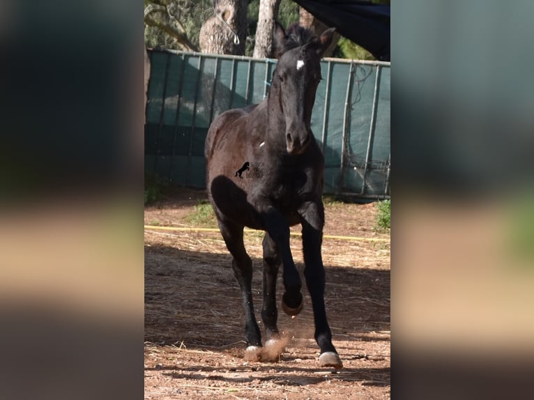 Menorcaanse Merrie 1 Jaar 157 cm Zwart in Menorca