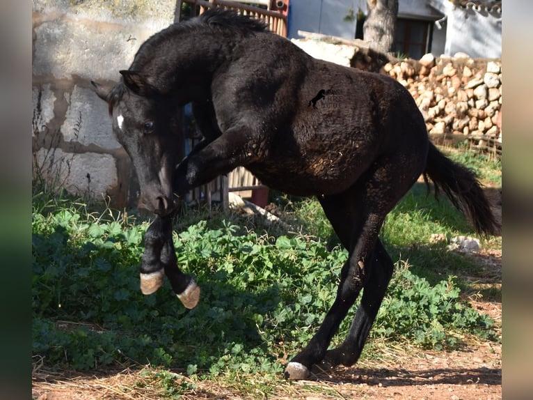 Menorcaanse Merrie 1 Jaar 157 cm Zwart in Menorca