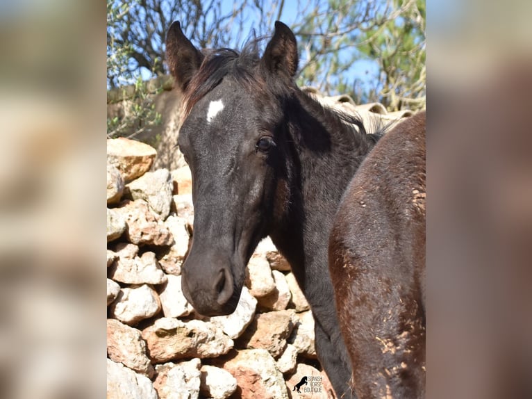 Menorcaanse Merrie 1 Jaar 157 cm Zwart in Menorca