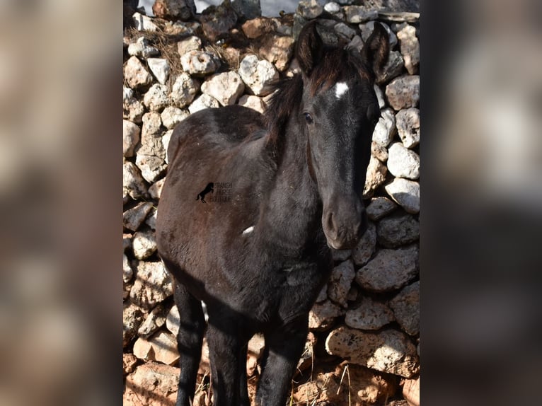 Menorcaanse Merrie 1 Jaar 157 cm Zwart in Menorca