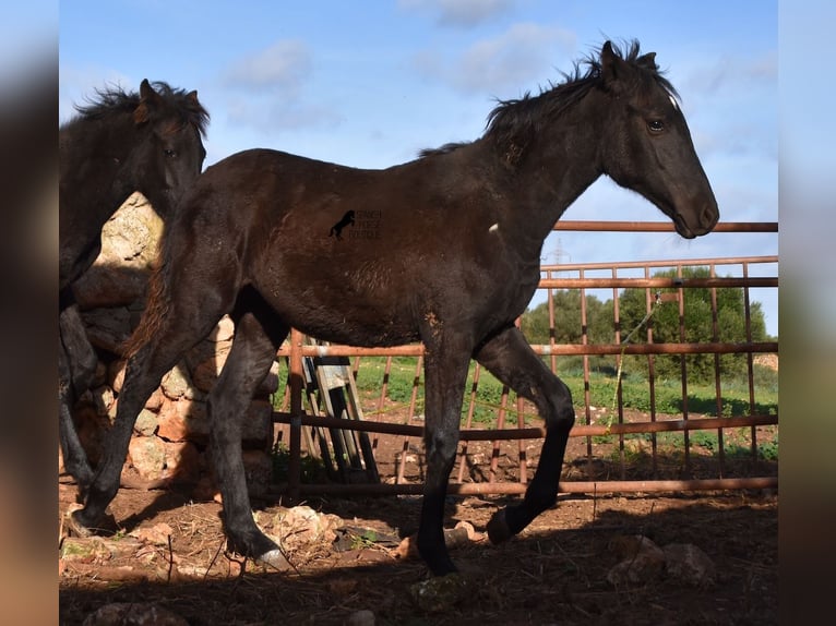 Menorcaanse Merrie 1 Jaar 157 cm Zwart in Menorca