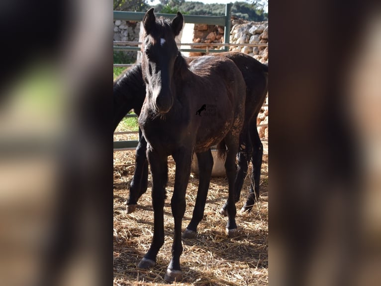 Menorcaanse Merrie 1 Jaar 157 cm Zwart in Menorca