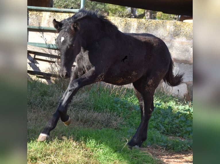 Menorcaanse Merrie 1 Jaar 157 cm Zwart in Menorca