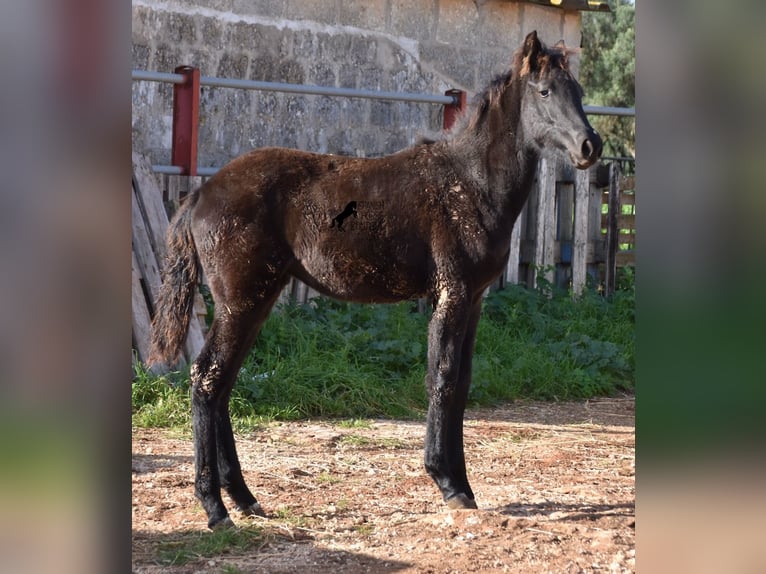 Menorcaanse Merrie 1 Jaar 157 cm Zwart in Menorca