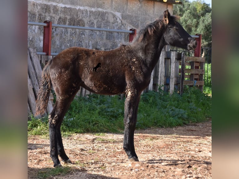 Menorcaanse Merrie 1 Jaar 157 cm Zwart in Menorca