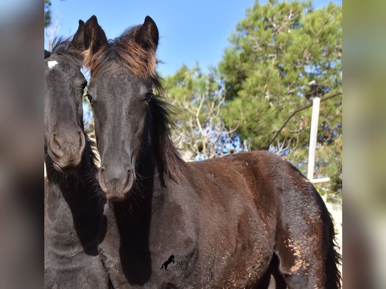 Menorcaanse Merrie 1 Jaar 157 cm Zwart in Menorca