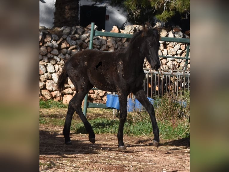 Menorcaanse Merrie 1 Jaar 157 cm Zwart in Menorca