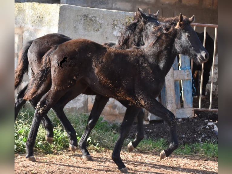 Menorcaanse Merrie 1 Jaar 157 cm Zwart in Menorca