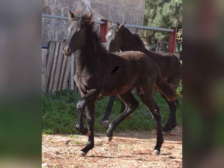 Menorcaanse Merrie 1 Jaar 157 cm Zwart in Menorca