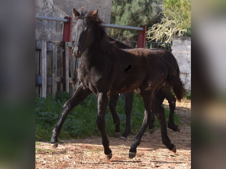 Menorcaanse Merrie 1 Jaar 157 cm Zwart in Menorca