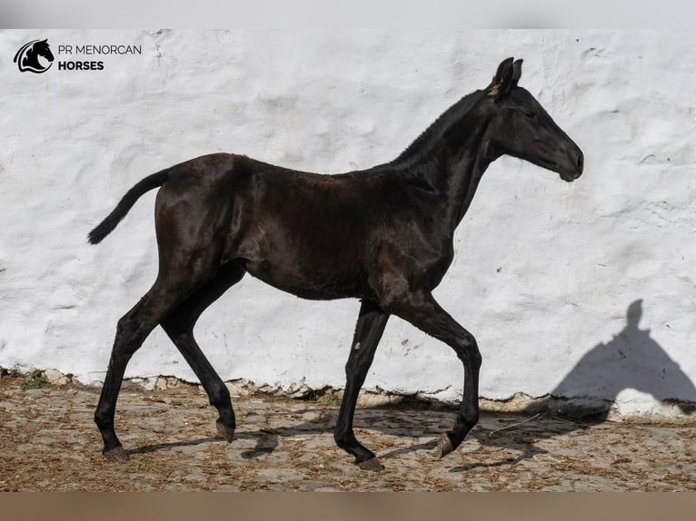 Menorcaanse Merrie 1 Jaar 158 cm Zwart in Menorca