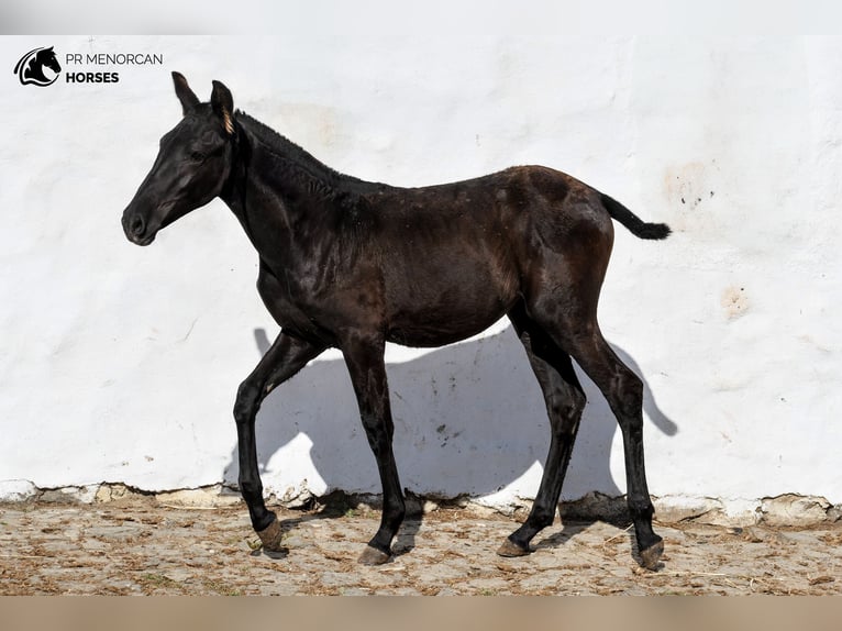 Menorcaanse Merrie 1 Jaar 158 cm Zwart in Menorca