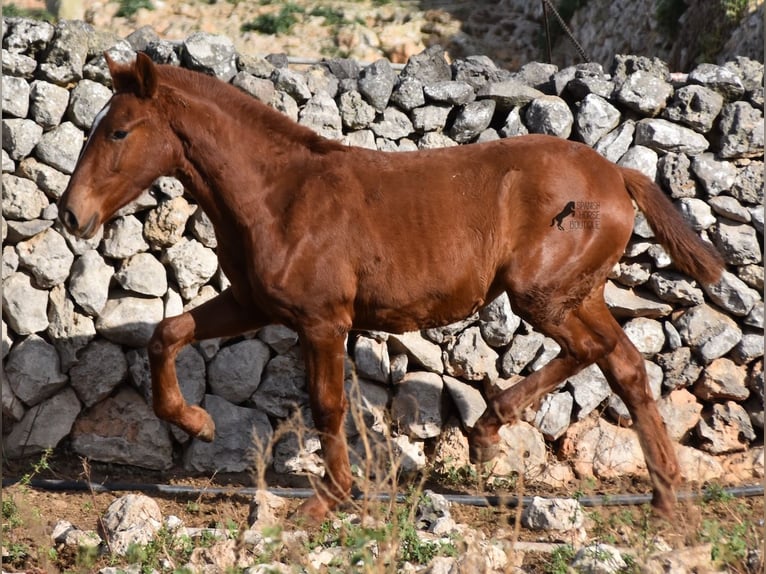 Menorcaanse Merrie 1 Jaar 160 cm Vos in Menorca