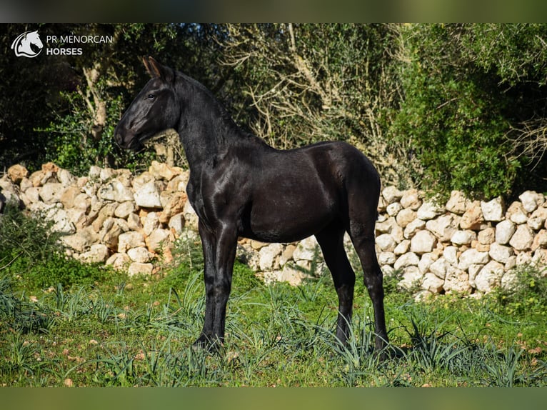 Menorcaanse Merrie 1 Jaar 160 cm Zwart in Menorca