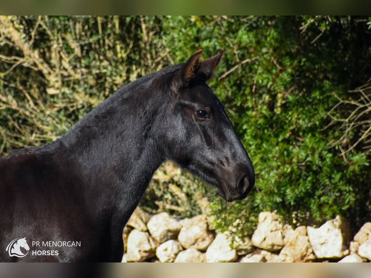 Menorcaanse Merrie 1 Jaar 160 cm Zwart in Menorca