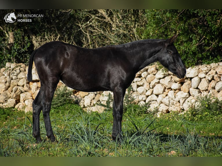 Menorcaanse Merrie 1 Jaar 160 cm Zwart in Menorca