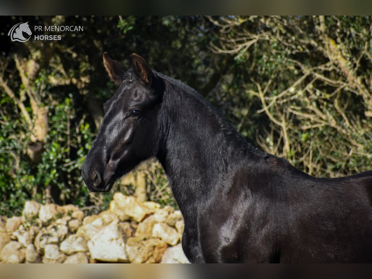 Menorcaanse Merrie 1 Jaar 160 cm Zwart in Menorca