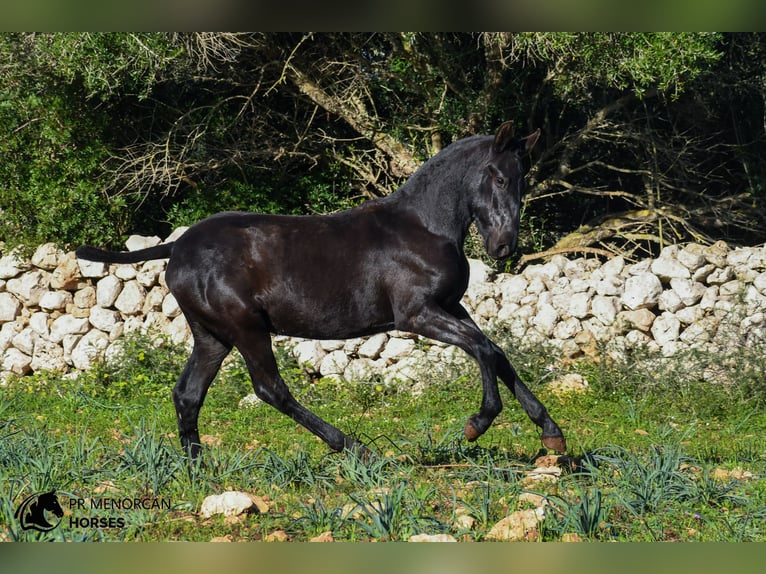 Menorcaanse Merrie 1 Jaar 160 cm Zwart in Menorca