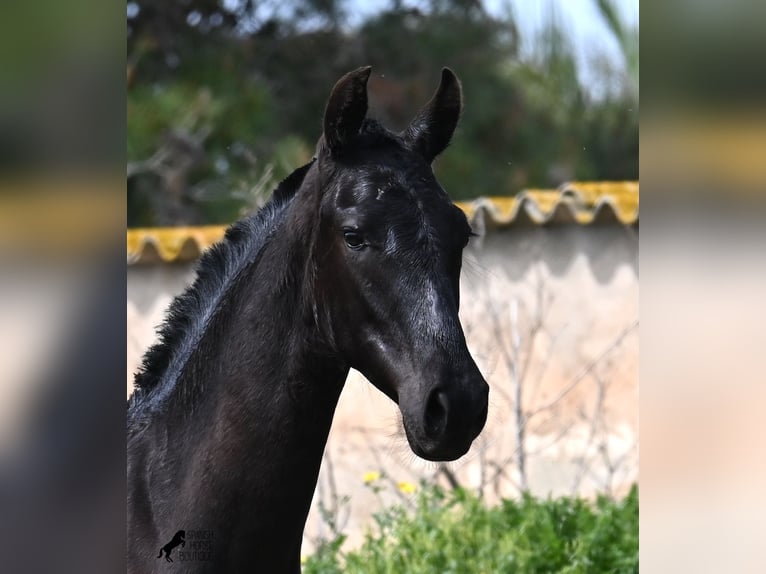 Menorcaanse Merrie 1 Jaar 160 cm Zwart in Menorca