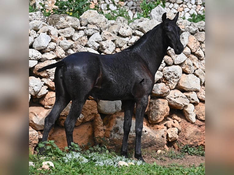 Menorcaanse Merrie 1 Jaar 160 cm Zwart in Menorca