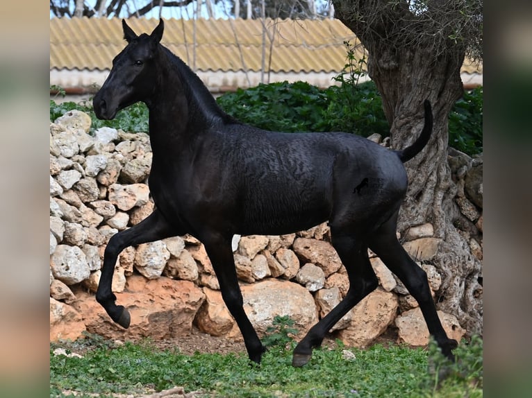 Menorcaanse Merrie 1 Jaar 160 cm Zwart in Menorca