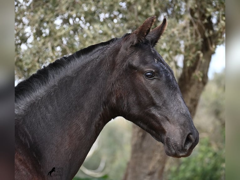 Menorcaanse Merrie 1 Jaar 160 cm Zwart in Menorca