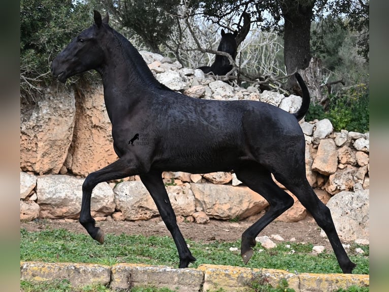 Menorcaanse Merrie 1 Jaar 160 cm Zwart in Menorca