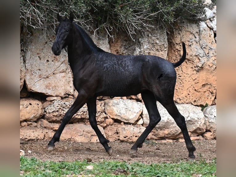 Menorcaanse Merrie 1 Jaar 160 cm Zwart in Menorca